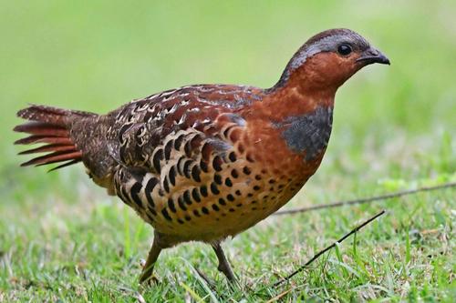 灰胸竹鸡,俗名竹鹧鸪,泥滑滑等,是雉鸡科竹鸡属鸟类.