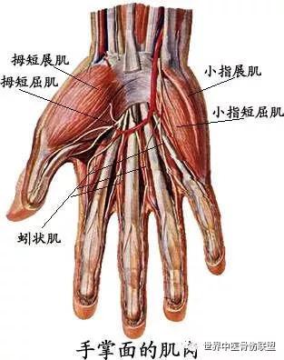 (2)内侧群:位于小指侧,形成手掌小指侧的隆起,称小鱼际.