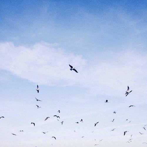 飞鸟集01:忧思在我心里平静下去