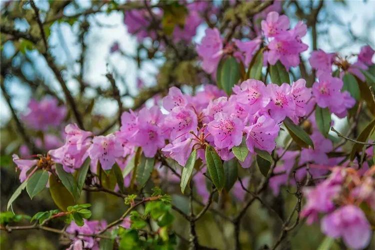 行走野生杜鹃花海