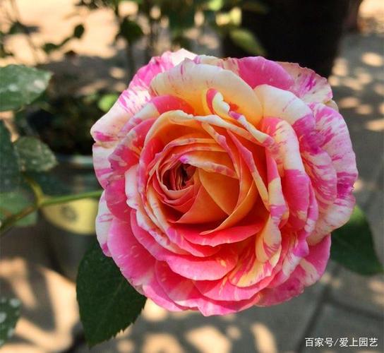 月季是一个很大很大的坑,一旦你跳进来,就会走上不断买进新品种,淘汰