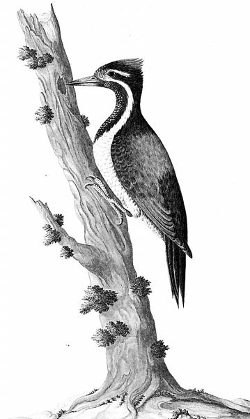 小金背啄木鸟 彼得·迪贝维尔绘,现收藏于英国伦敦自然史博物馆.