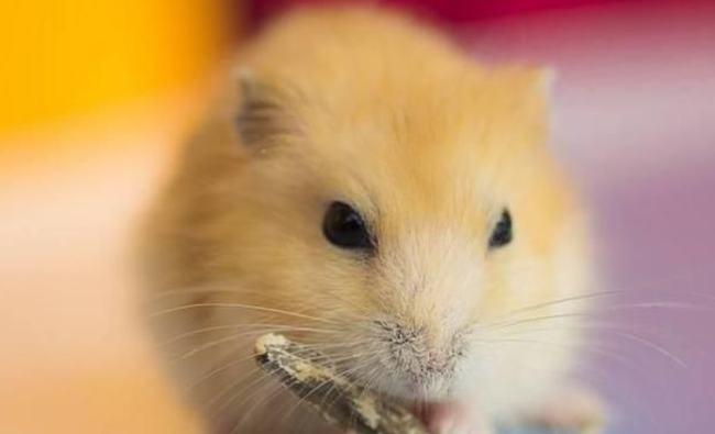 黄色的仓鼠是什么品种