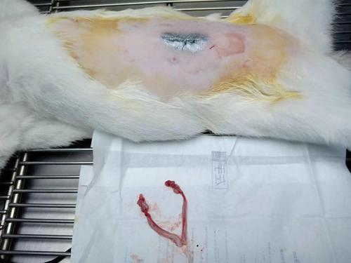 提问请问母猫绝育这样是子宫和卵巢奥全切了吗?