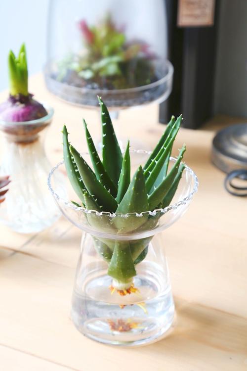 绿植盆栽 | 水培芦荟