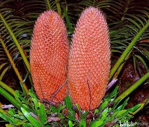 一般来说小孢子叶球直径也比大孢子叶球要小得多,并且单片小孢子叶