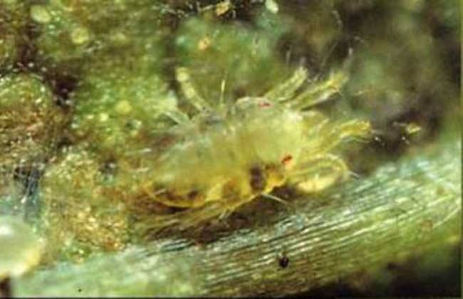  p>叶螨,蛛螨(spider mite).