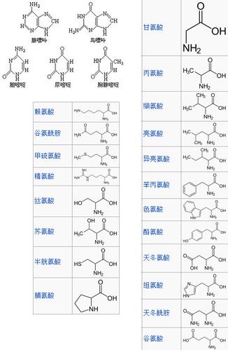 dna四种碱基的化学结构式