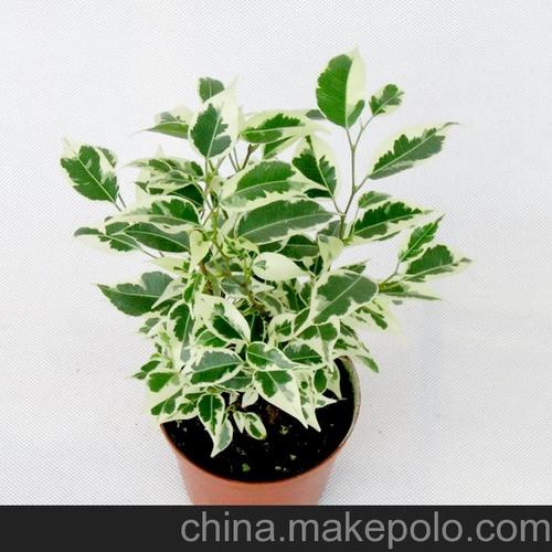 批发迷你小盆栽观叶植物 (a90)星光垂榕