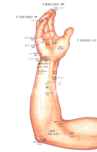有尺侧上,下副动脉和副静脉以及尺返动,静脉;布有前臂内侧皮神经,尺