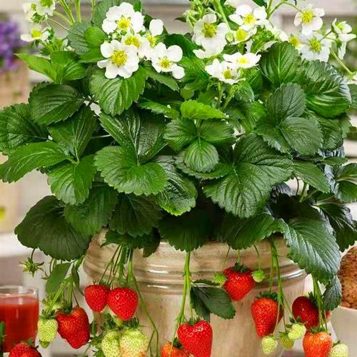 草莓苗盆栽带花带果四季结果观赏食用植物南北方阳台庭院可地栽