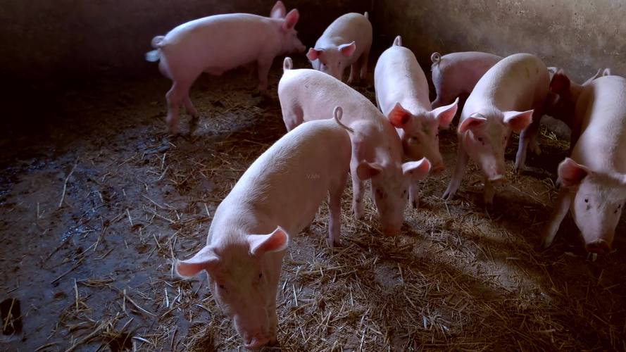 猪圈里的一群小猪01_4k_3840x2160_高清视频素材下载