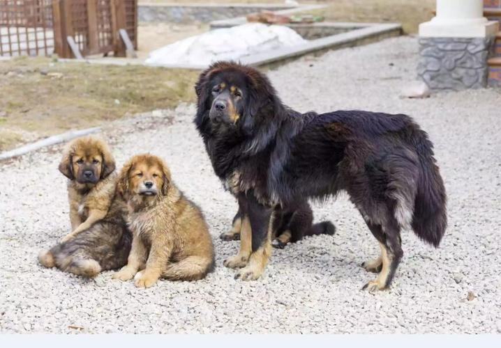 藏獒:狗的品种简介