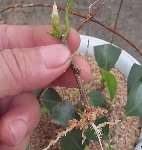 茶花的扦插,繁殖方法图解