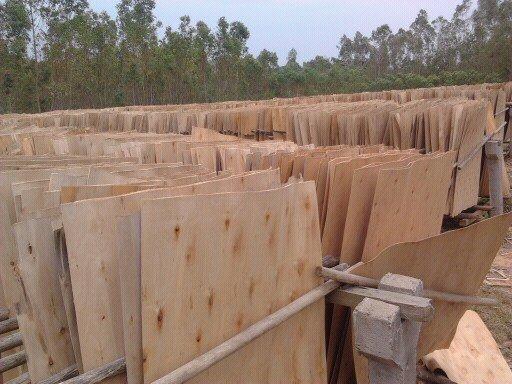 杉木指接板价格行情 【2017年8月9日】 - 木材价格