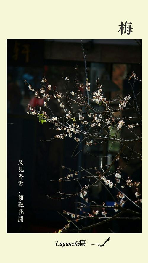 又见香雪,倾听花开