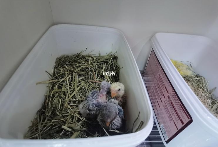 牡丹鹦鹉宝宝家有幼崽初长成(设备篇)_鹦鹉_牡丹_韦德