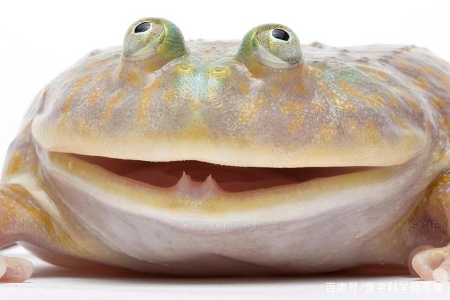 几乎所有的青蛙下颚都没有牙齿,但有些青蛙,如布吉特青蛙,已经进化出