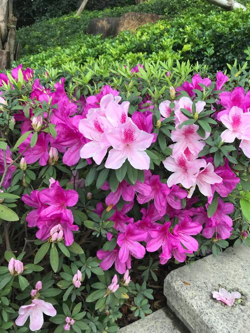 花朵簇簇