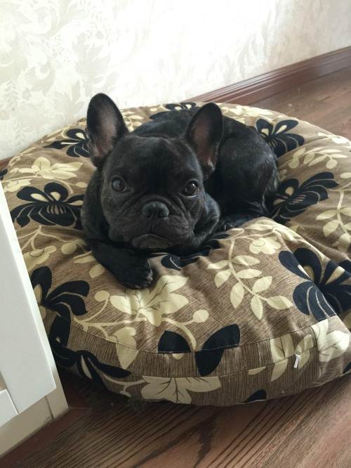 俄罗斯进口法斗配种