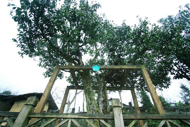 南川大树茶
