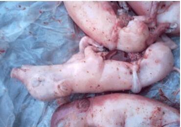 猪乙型脑炎的症状是什么?猪乙型脑炎该如何预防?