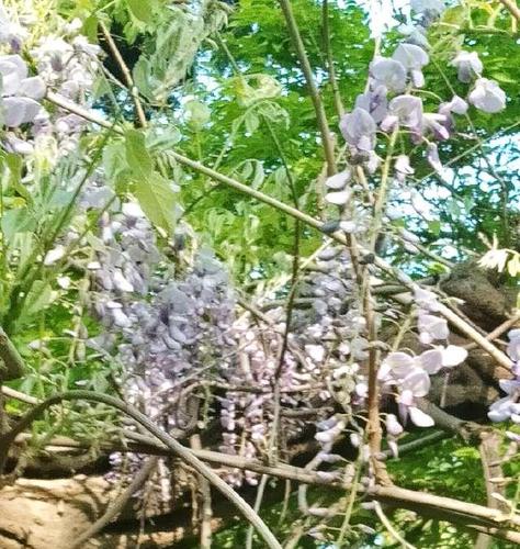 千年老妖紫藤花开,百年少女含羞抛球