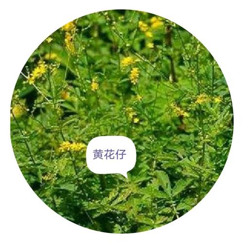 山兜无闲草,蓠下尽妙丹一一《潮汕常见中草药素描百唱