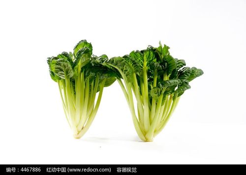 两棵绿色宝塔菜