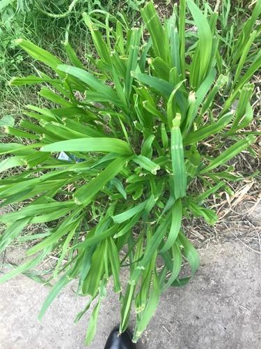 吉祥草(百合科)
