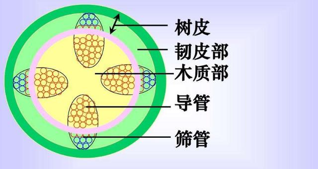 植物筛管和导管的区别