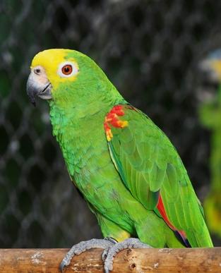 小黄帽亚马逊鹦鹉成年后尾巴会变黄吗