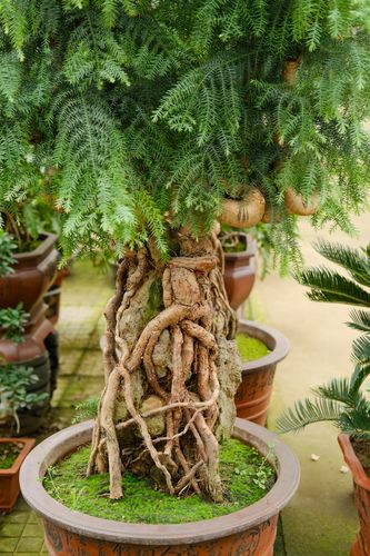 澳洲杉怎么换盆