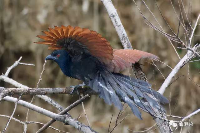 咕咕咕咕红毛鸡