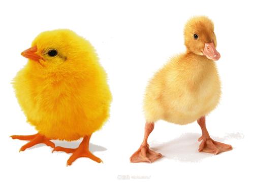 小班综合活动:小鸡和小鸭ppt课件