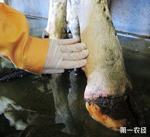 农经网 农业科技 动物医学        牛蹄叶炎是一种牛蹄发炎的症状,其