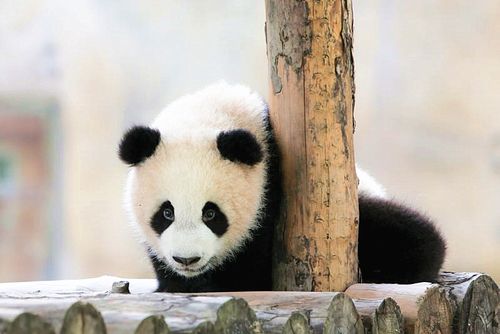 上海两只"熊猫宝宝"有名字啦!雪宝和芊金获100万网友关注