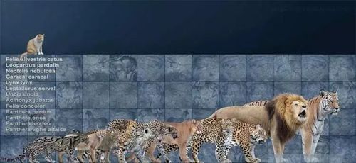 地球10大猫科剑齿虎不敌美洲拟狮霸王猇为我国最强猫科动物