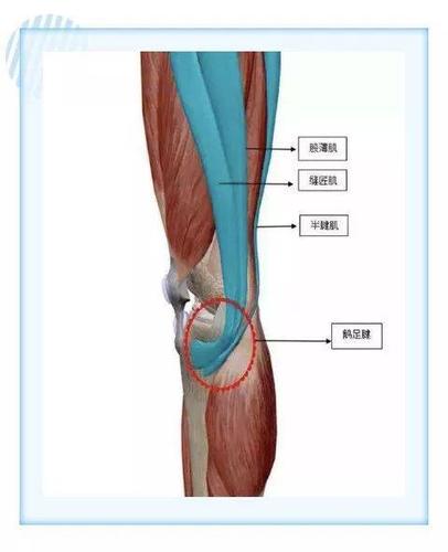 退行性病变显而易见,何为鹅足滑囊炎呢?其中机制是什么?