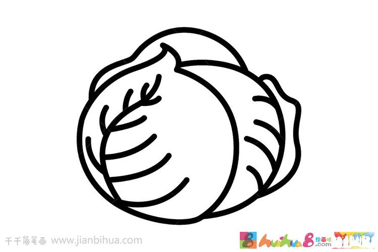 紫甘蓝简笔画教程