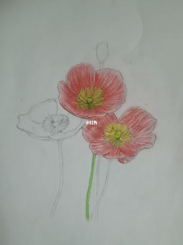 罂粟花_绘画_文化_绘画