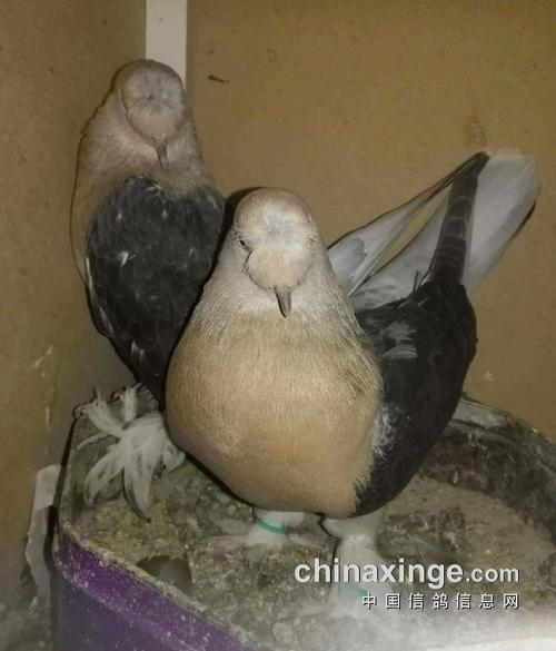 太漂亮了!国外观赏鸽集萃