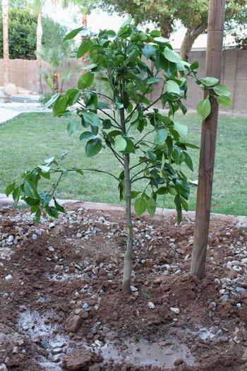 周末种了颗柚子树