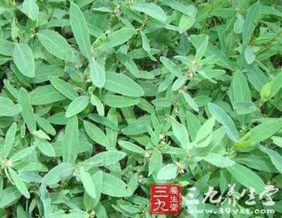 扁蓄,扁蓄的功效与作用,功能主治,副作用,扁蓄的相克禁忌注意问题