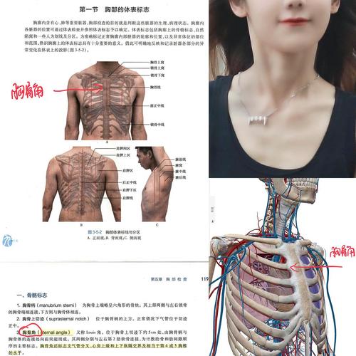 希林,俺能摸摸你的胸骨角学习诊断学吗?