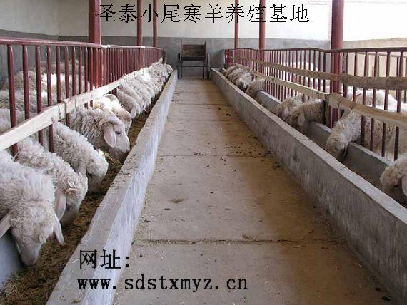 增收亮点,2007年6月末,全嘎查优质绵羊存栏数已达8011只.