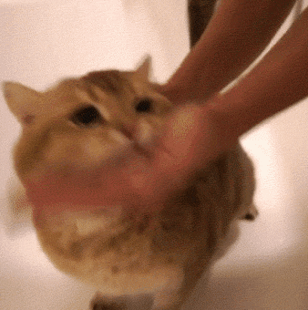 主人是有多爱我呢喵星人撸猫萌宠gif动图_动态图_表情