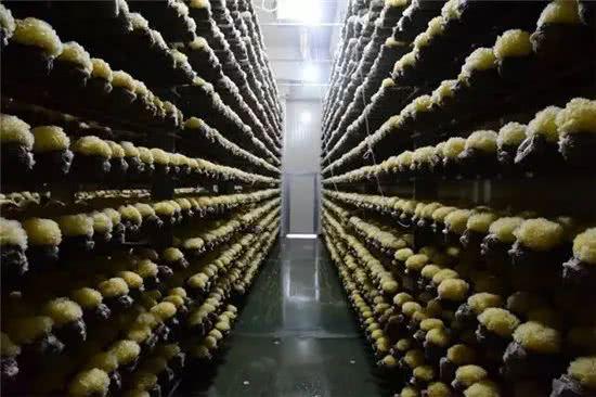 宁德古田坂中村:打造"六联"菌业综合体促进产业发展