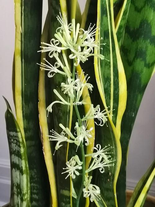 虎皮兰开花70_强生怎么样_爱花爱生活_家居家装_家居装饰_花艺