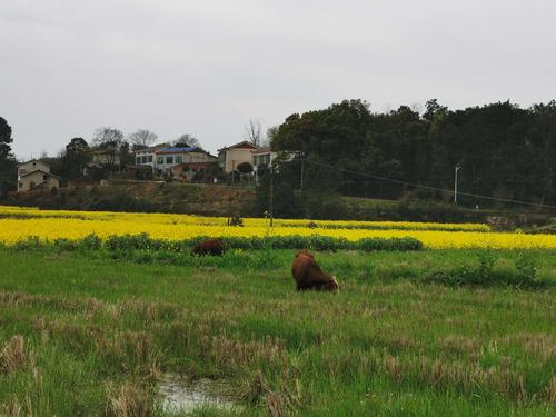 油菜花盛开的山村